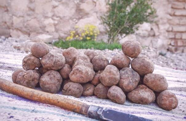 قارچ دنبلان زنجان