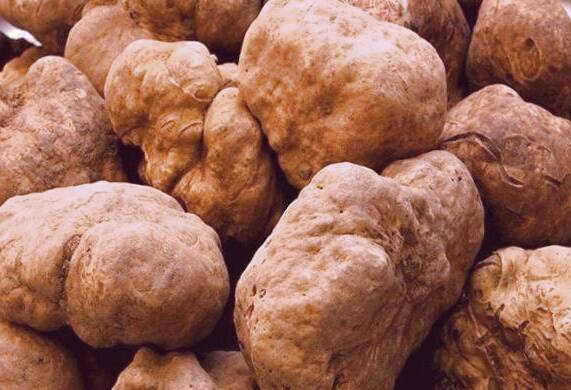 طعم قارچ دنبلان