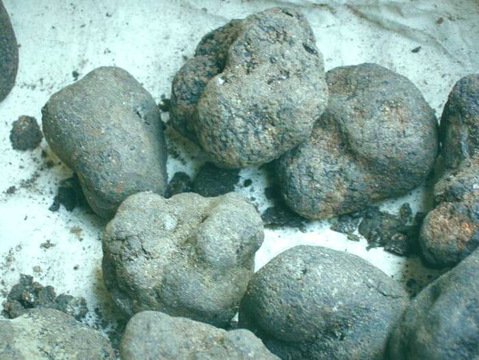 انواع قارچ دنبلان