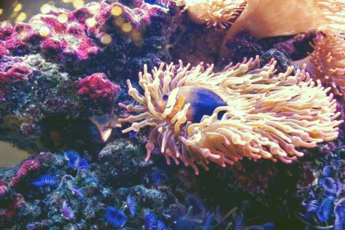 شقایق دریایی