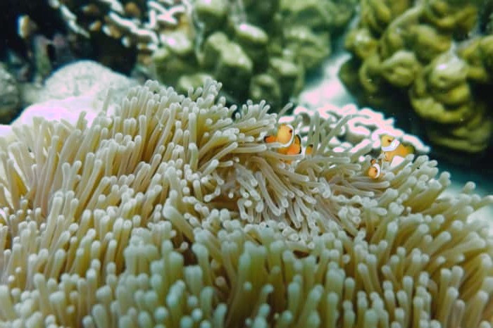 خواص شقایق دریایی