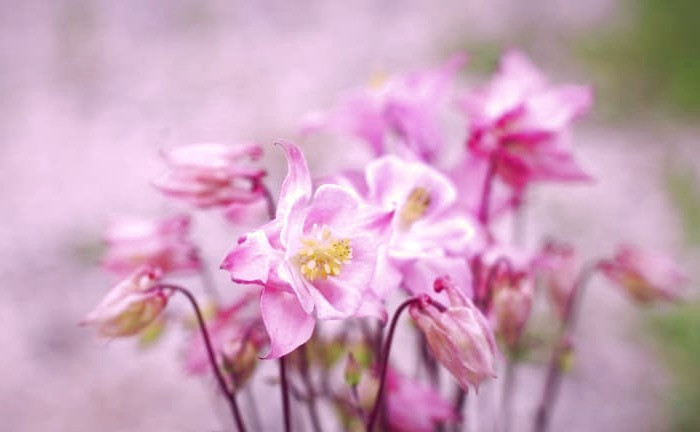 گیاه تاج الملوک