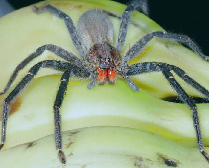 عنکبوت روی موز