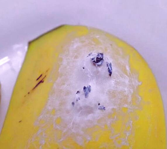 عکس موز کشنده