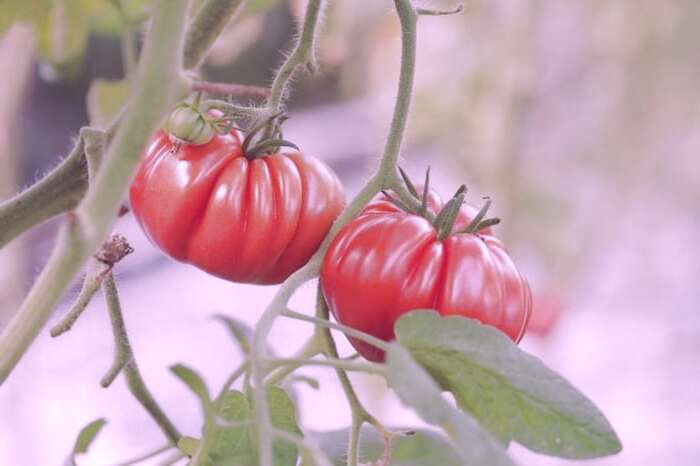بوته گوجه