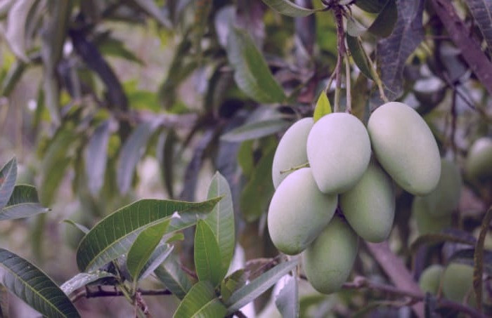 عوارض چغاله بادام