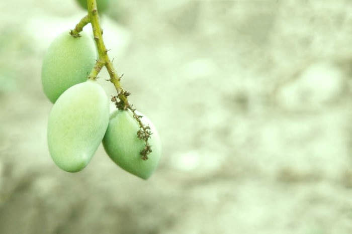 ضرر چغاله بادام