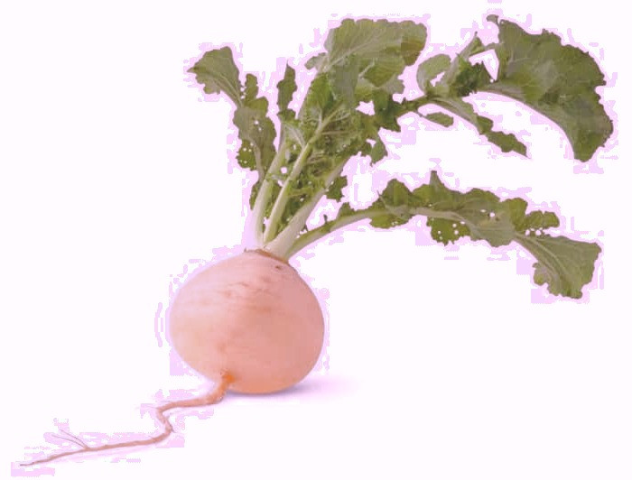 نگهداری شلغم