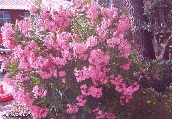 سکته قلبی