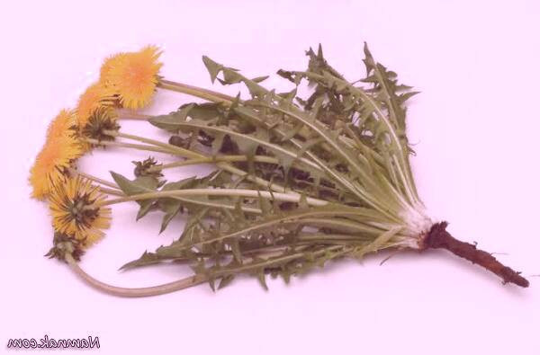 دفع سنگ کلیهدر طب سنتی