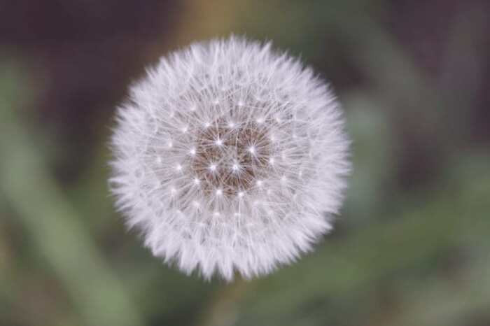 مواد مغذی قاصدک برای سلامتی خواص قاصدک