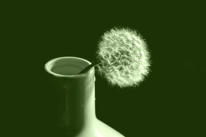 گل قاصدک برای لاغری و مشکلات کیسه صفرا عوارض قاصدک