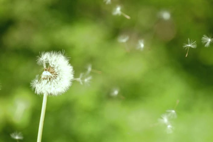 گل قاصدک برای پوست و فواید گل قاصدک برای کبد چرب مواد مغذی قاصدک