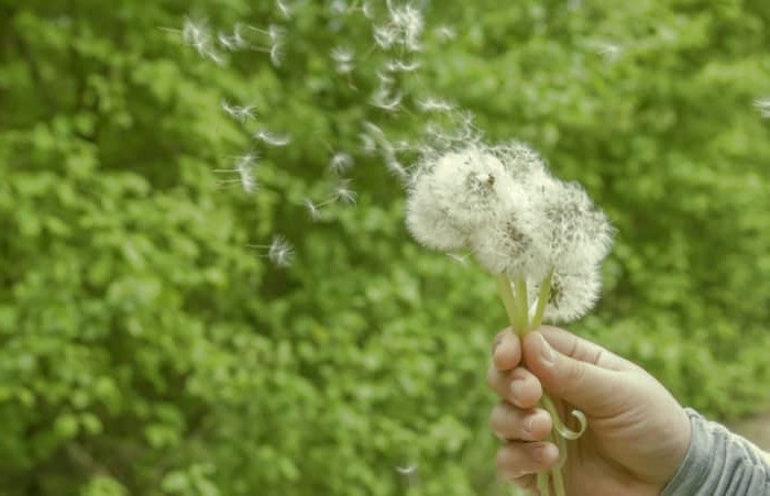 گل قاصدک برای قند خون خاصیت گل قاصدک