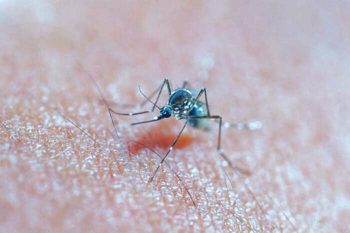 نیش حشرات علت خارش کف پا نیش حشرات