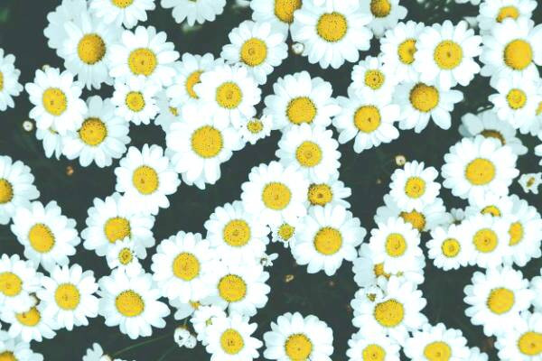 بابونه برای درمان اگزما بابونه