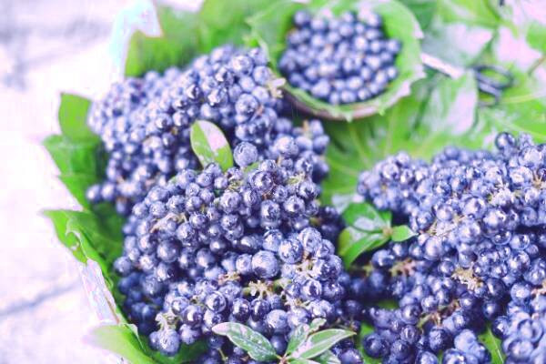 برگ بلوبری برای اگزما برگ بلوبری