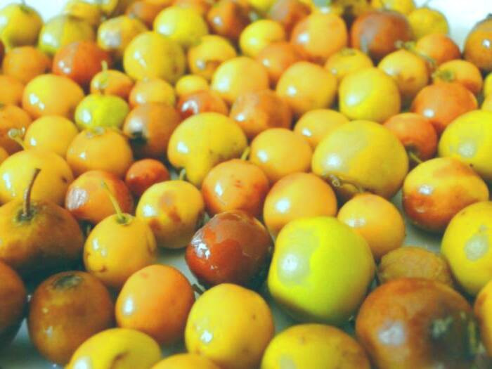 مواد مغذی و ارزش غذایی کنار میوه کنار چیست