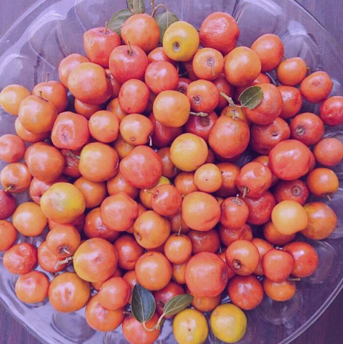 مصرف میوه کنار خواص کنار