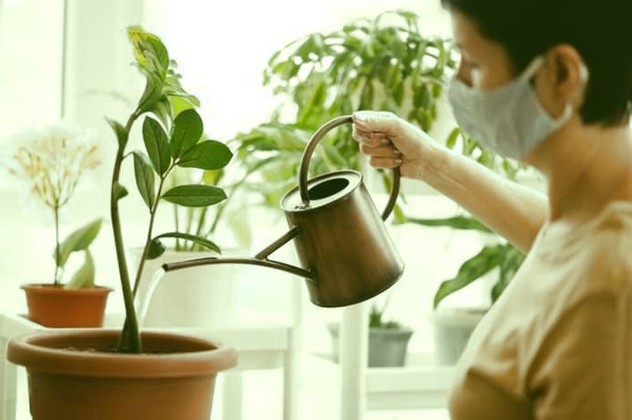 گیاهان آپارتمانی برای تصفیه هوا مزایای گیاهان آپارتمانی