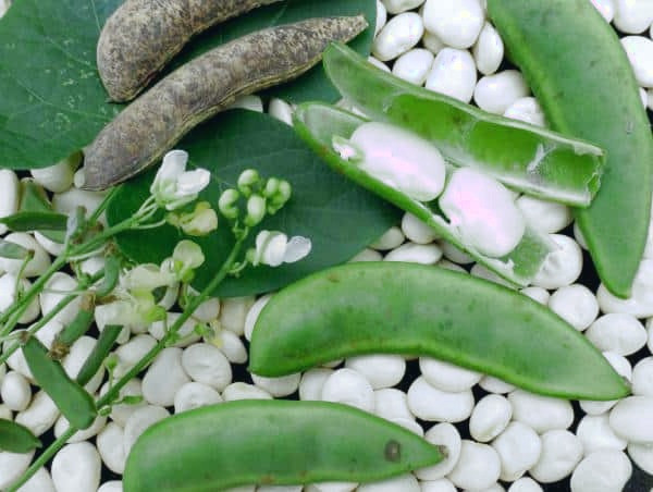 نکته مهم درباره لوبیا لیما
