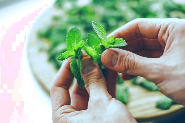 گیاه نعناع از داروهای خانگی در طب سنتی گیاه نعناع