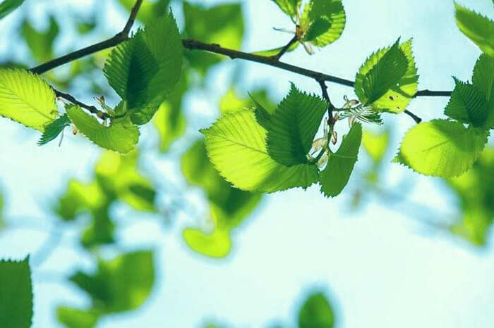 نارون از داروهای مهم در طب سنتی نارون