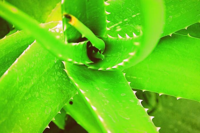 آلوئهورا از داروهای مهم در طب سنتی آلوئه ورا