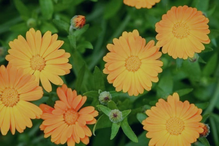 گل همیشه بهار از داروهای مهم در طب سنتی گل همیشه بهار