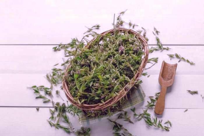 آویشن از گیاهان دارویی در طب سنتی آویشن