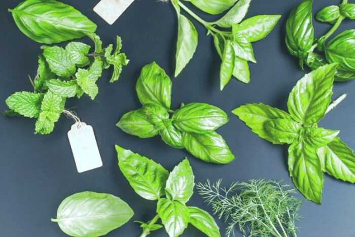 گل ریحان از داروهای مهم در طب سنتی گل ریحان