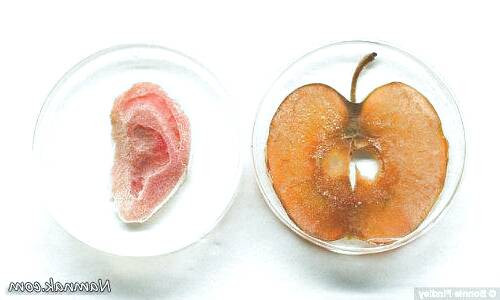 کاشت گوش انسان با سلولهای سیب