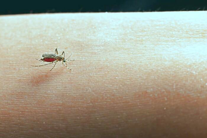 دور کردن پشه