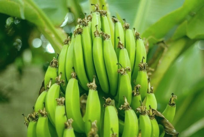 موز نارس یا موز رسیده