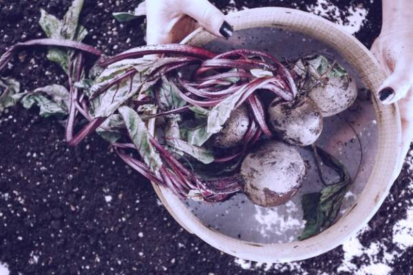 چغندر و لبو