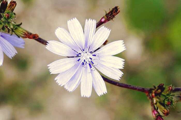 خواص ریشه کاسنی