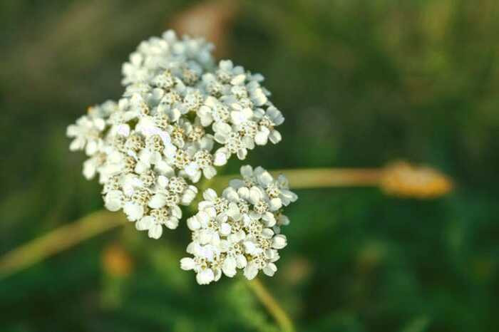 خواص بومادران