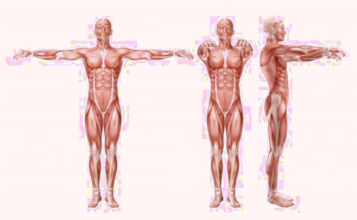 ماهیچه های اسکلتی