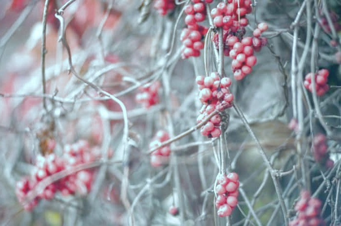 روش خشک کردن زرشک