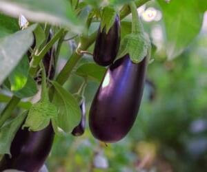 بررسی مزایای بی نظیر بادنجان برای سلامتی