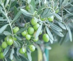 بهترین راهکارهای استفاده از برگ زیتون