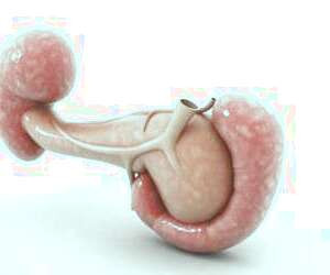 پانکراس با روش های طبیعی و خانگی