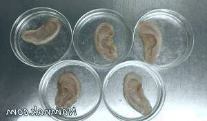 تولید گوش مصنوعی با استفاده از سلول های سیب زمینی