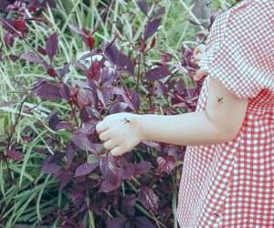 پیشگیری طبیعی از حضور پشه ها