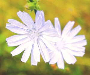 خواص شگفت‌انگیز ریشه کاسنی برای سلامتی بدن