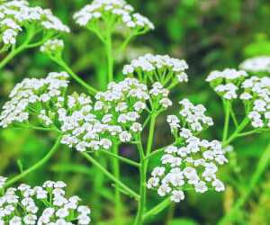 خواص بومادران برای زنان که بسیاری از آن‌ها بی‌خبرند