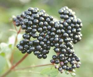 خواص شگفت‌انگیز گیاه آقطی سیاه برای سلامتی