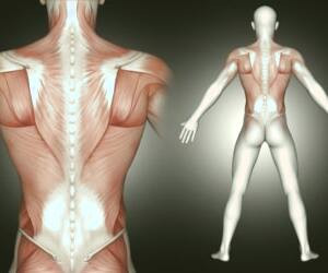 انواع ماهیچه‌های بدن انسان و معرفی قوی‌ترین و پرکارترین آنها
