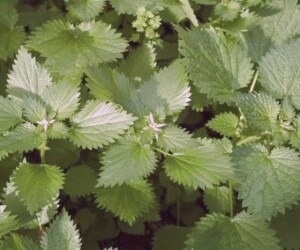 پیشگیری از پوکی استخوان با استفاده از خواص گیاه گزنه