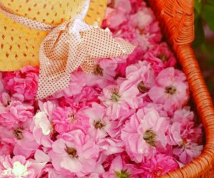 فواید یخ گلاب برای زیبایی پوست صورت و روش تهیه و استفاده از آب گل رز